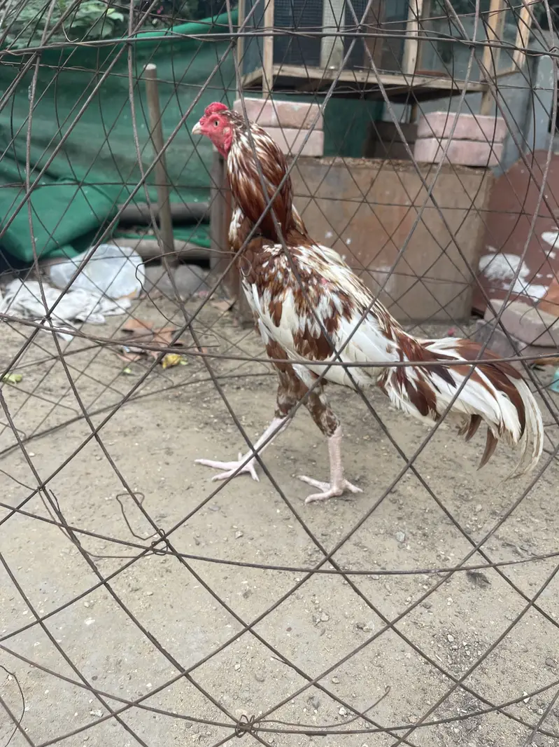 Mianwali aseel — photo 2