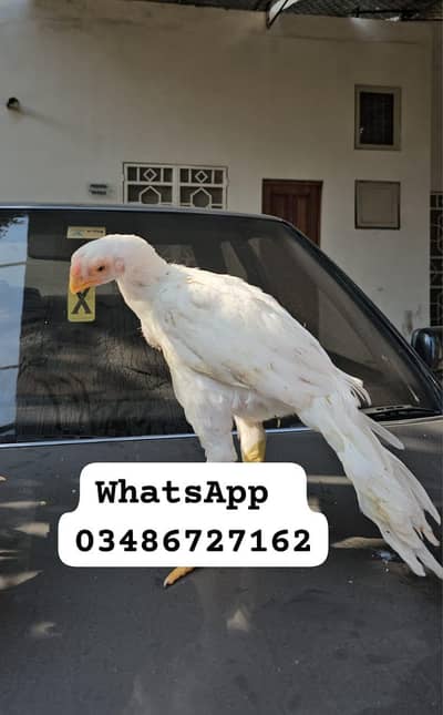 Parrot big. murga age 3month my WhatsApp 03263012843