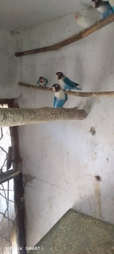 love birds