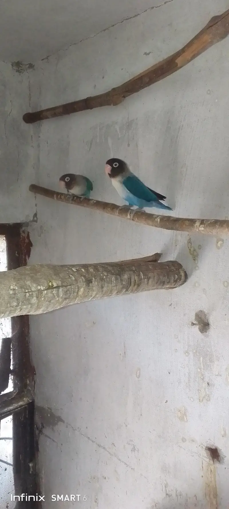 love birds — photo 2