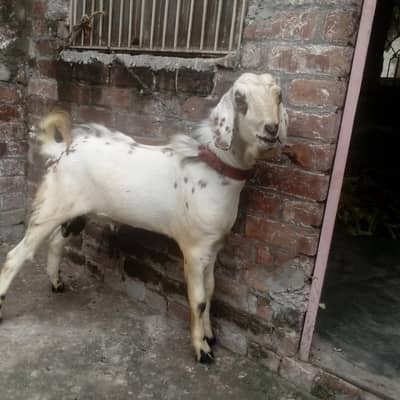 bakra
