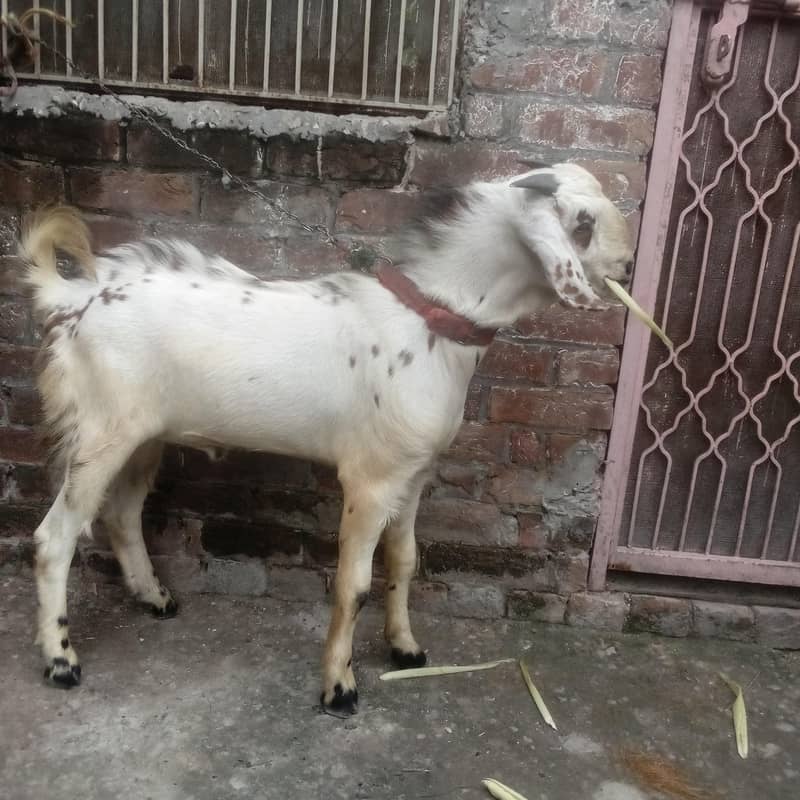 bakra 1