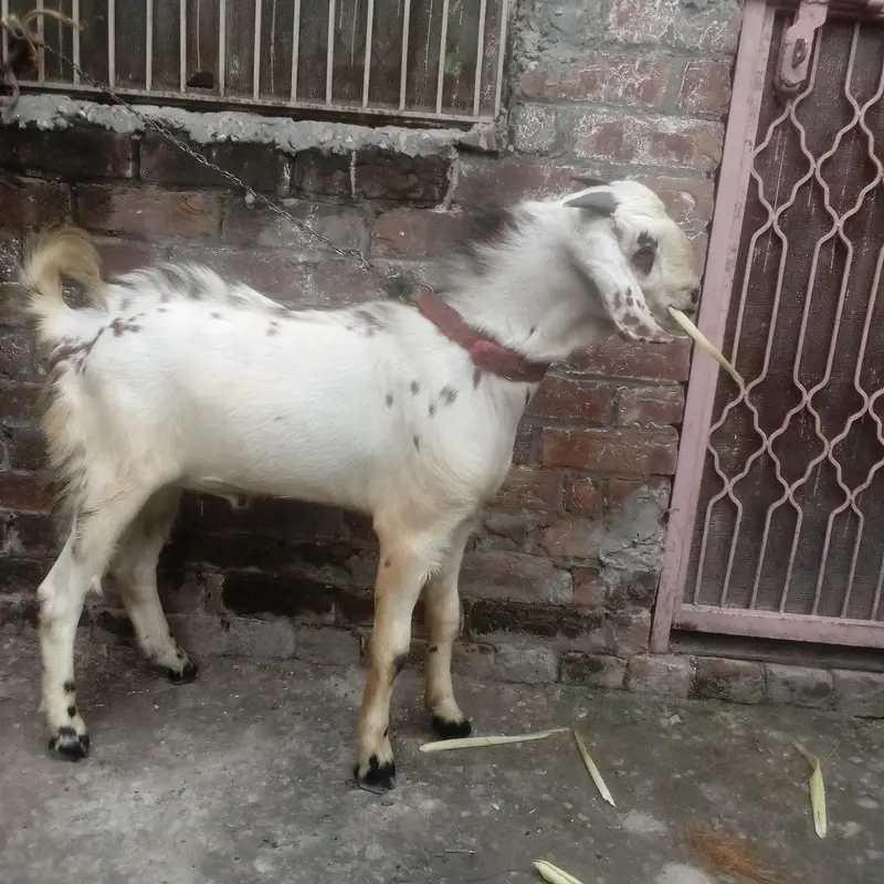 bakra — photo 2