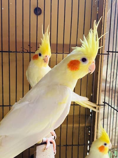 cocktail pairs for sale