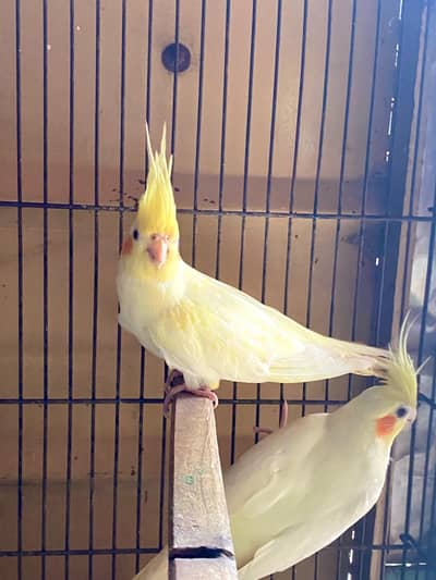 cocktail pairs for sale