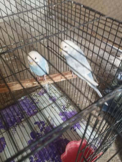 rainbow breeder pair