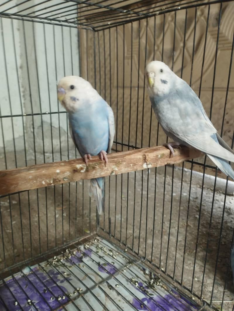 rainbow breeder pair 1