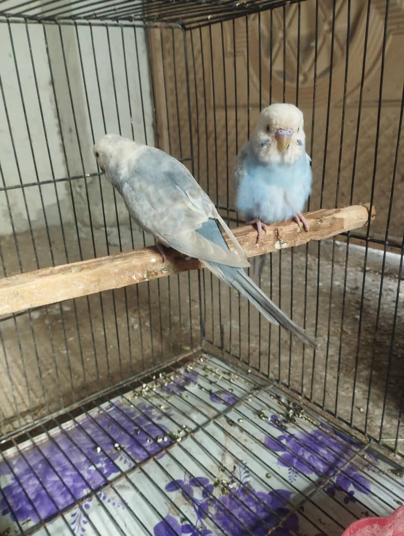rainbow breeder pair 2