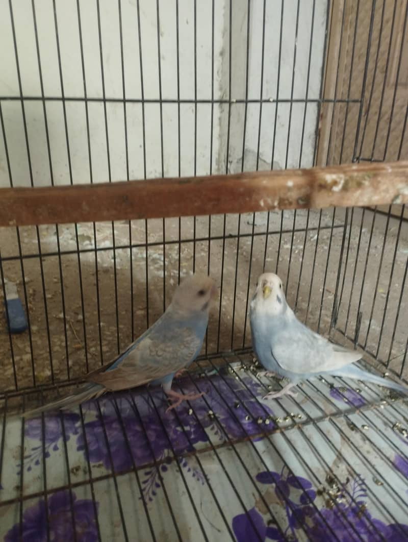 rainbow breeder pair 3