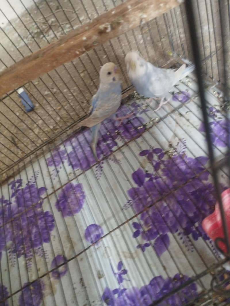 rainbow breeder pair 4