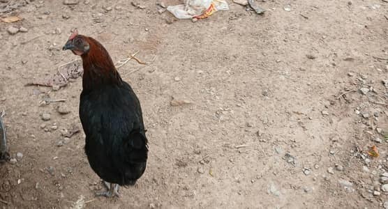 Hens for sale
