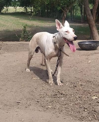 bull terrier