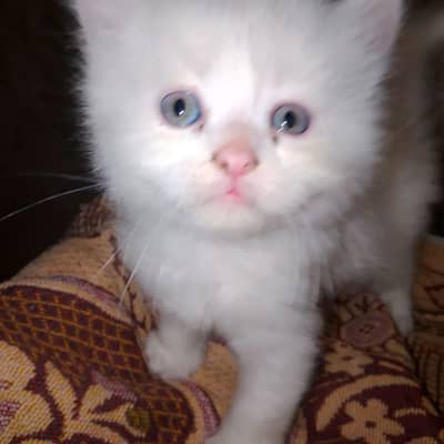 Persian cat for sale male female vaccine clear 0329=26=63=231=