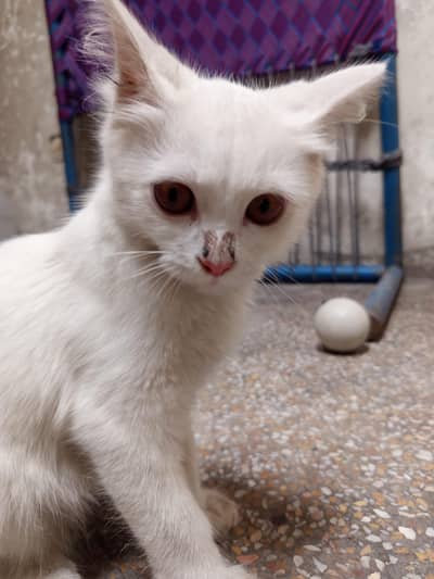 White Persian Cat | Dollar cat
