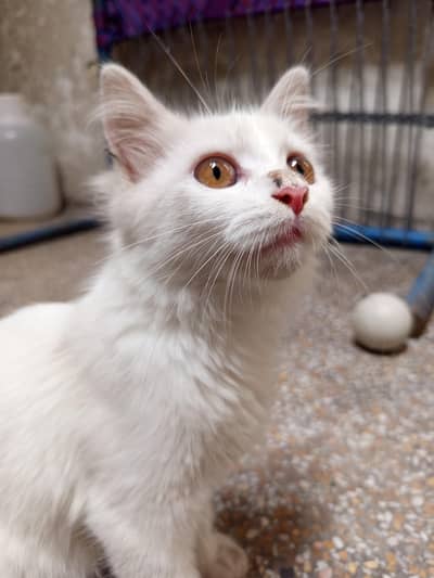 White Persian Cat | Dollar cat