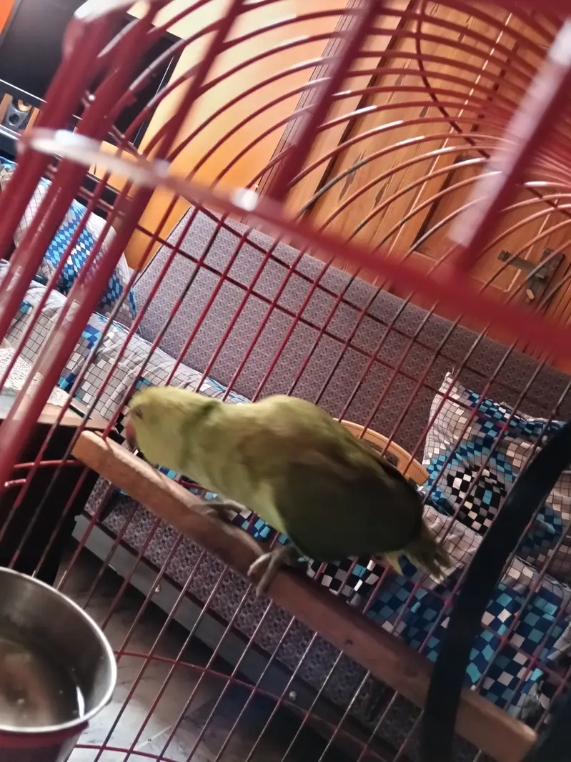Green parrot pair — photo 2