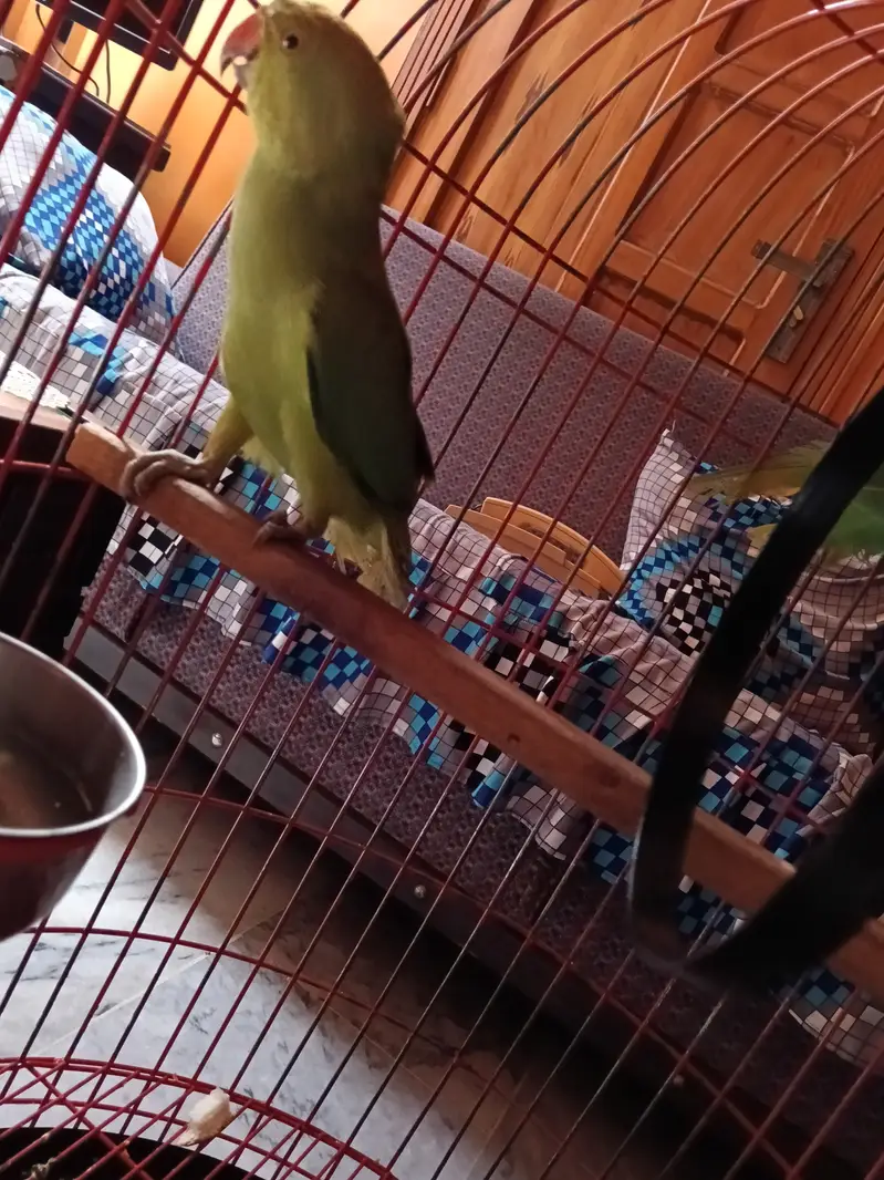 Green parrot pair — photo 3