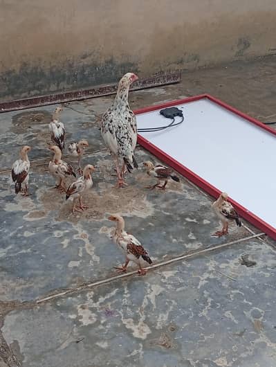 Hens i