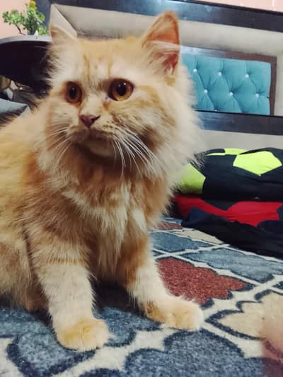 female short tale Persian cat for sale