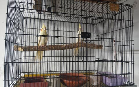 Cockateil hand tamed pair white cocktail red eye