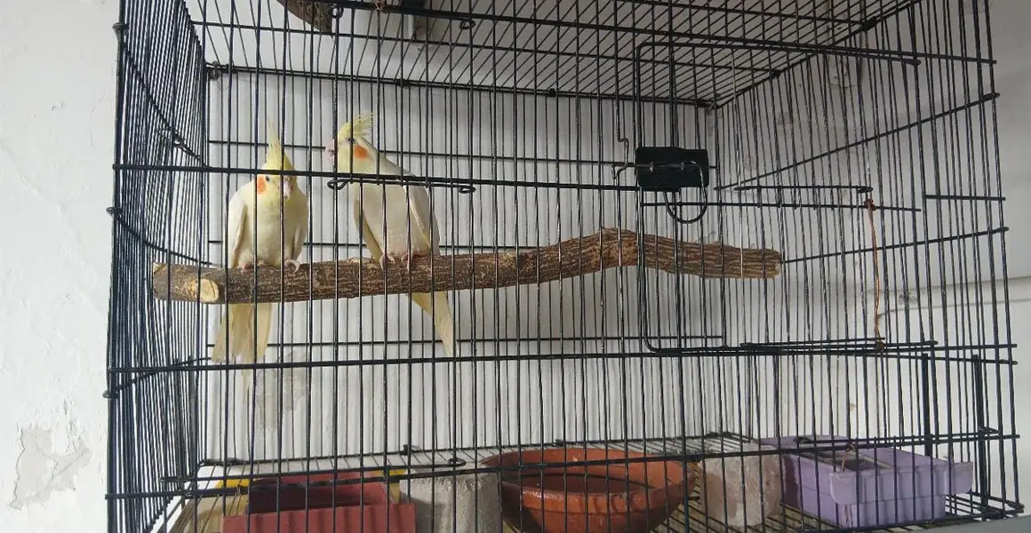 Cockateil hand tamed pair white cocktail red eye — photo 2