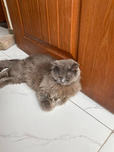 Gray male cat