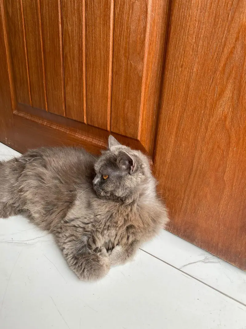 Gray male cat — photo 2