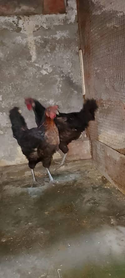 golden misri egg laying and aseel . 3 portion cage for sale