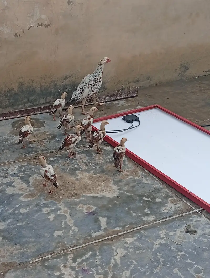 Hens i — photo 2