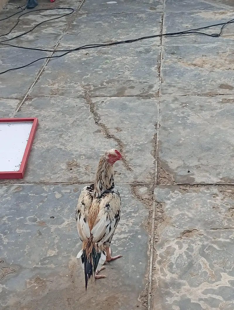 Hens i — photo 3