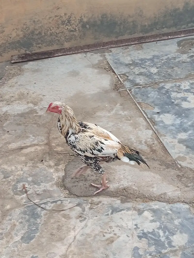 Hens i — photo 4