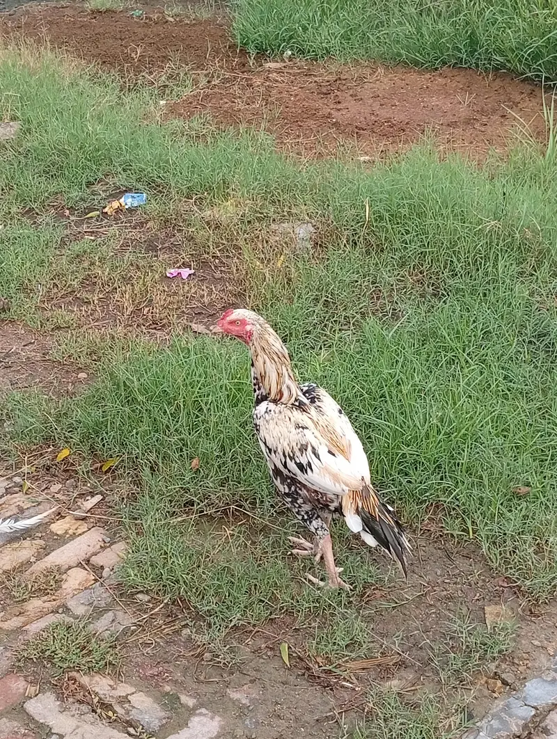 Hens i — photo 5