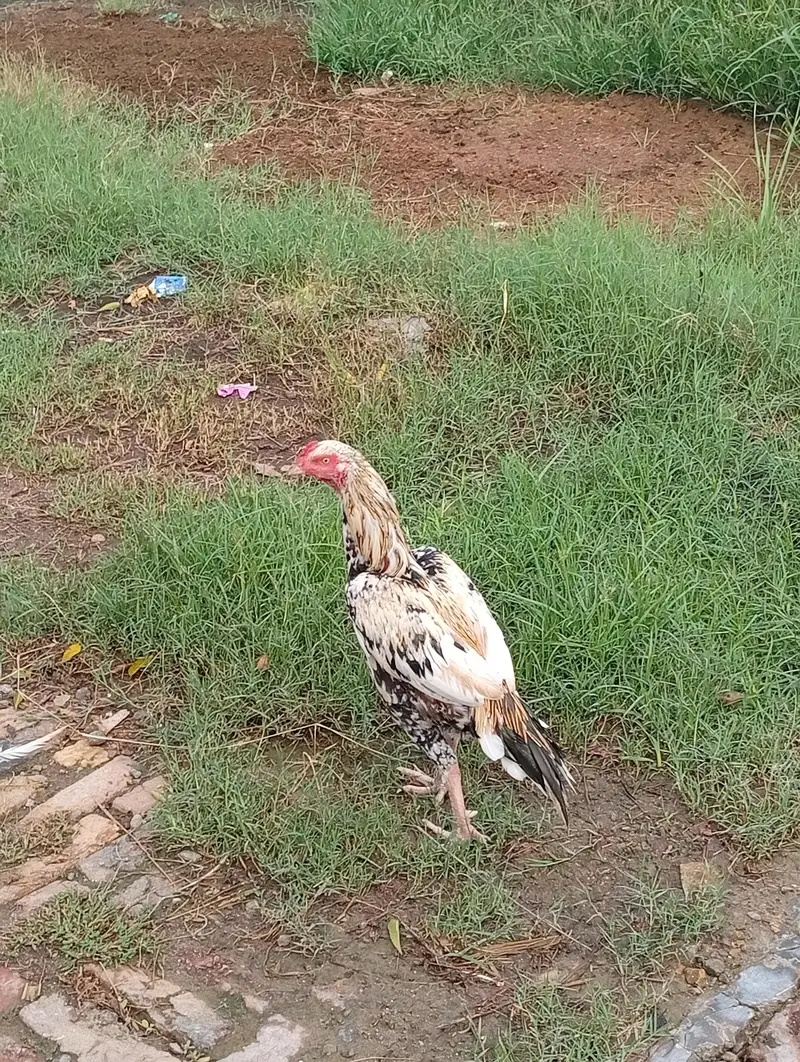 Hens i — photo 6