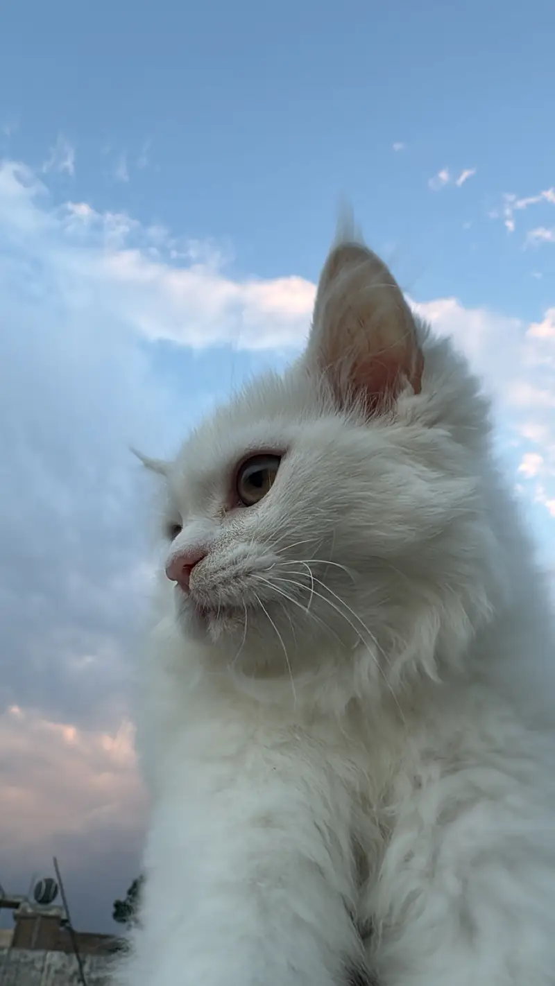 Beautiful & Healthy Cat for Sale – Rs. 15,000