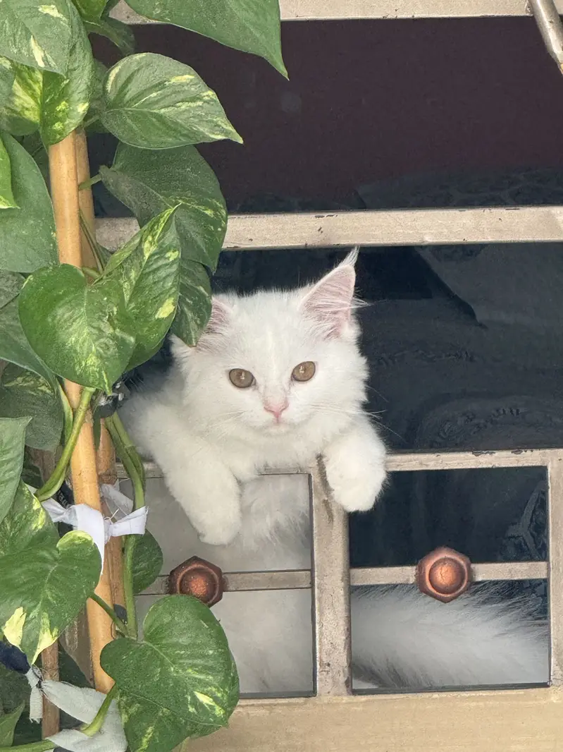 Beautiful & Healthy Cat for Sale – Rs. 15,000 — photo 2