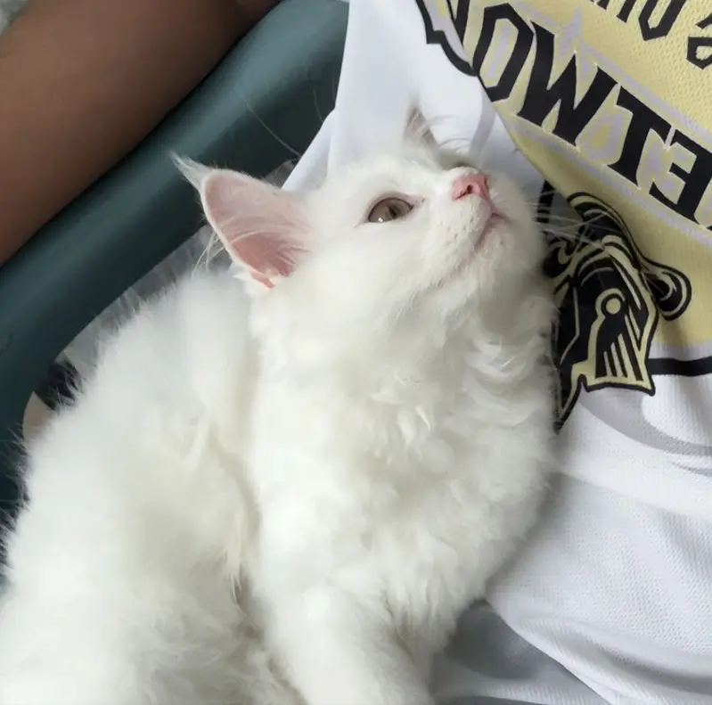 Beautiful & Healthy Cat for Sale – Rs. 15,000 — photo 3
