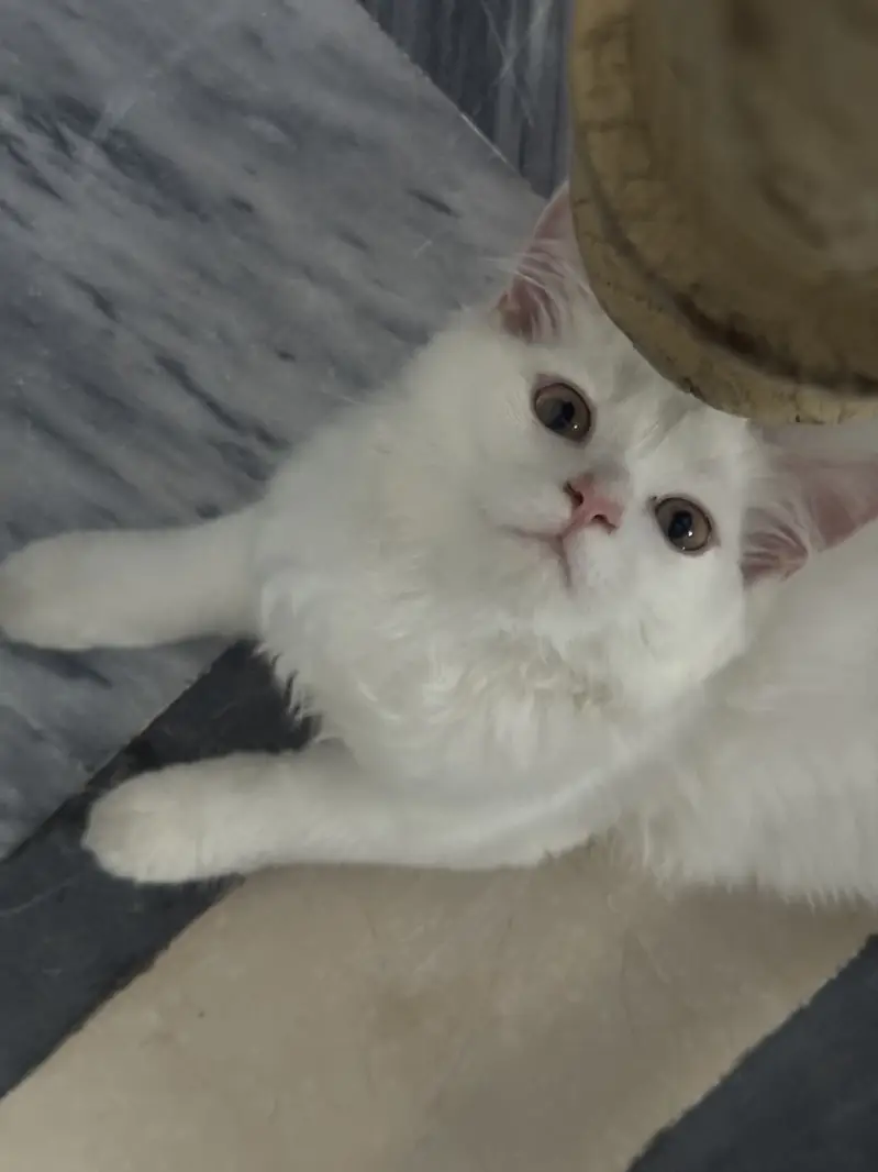 Beautiful & Healthy Cat for Sale – Rs. 15,000 — photo 4