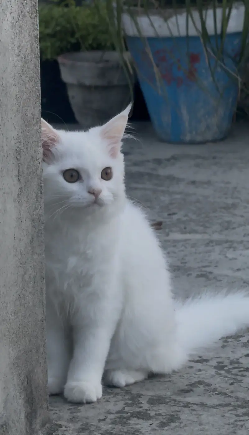 Beautiful & Healthy Cat for Sale – Rs. 15,000 — photo 6