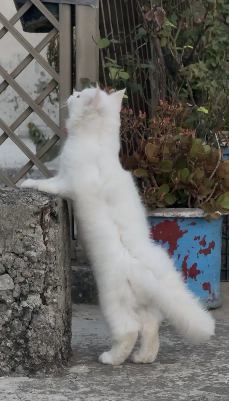 Beautiful & Healthy Cat for Sale – Rs. 15,000 — photo 7
