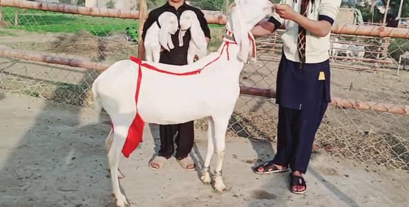 2 bacchon wali desi bakri for sale call+03225280183