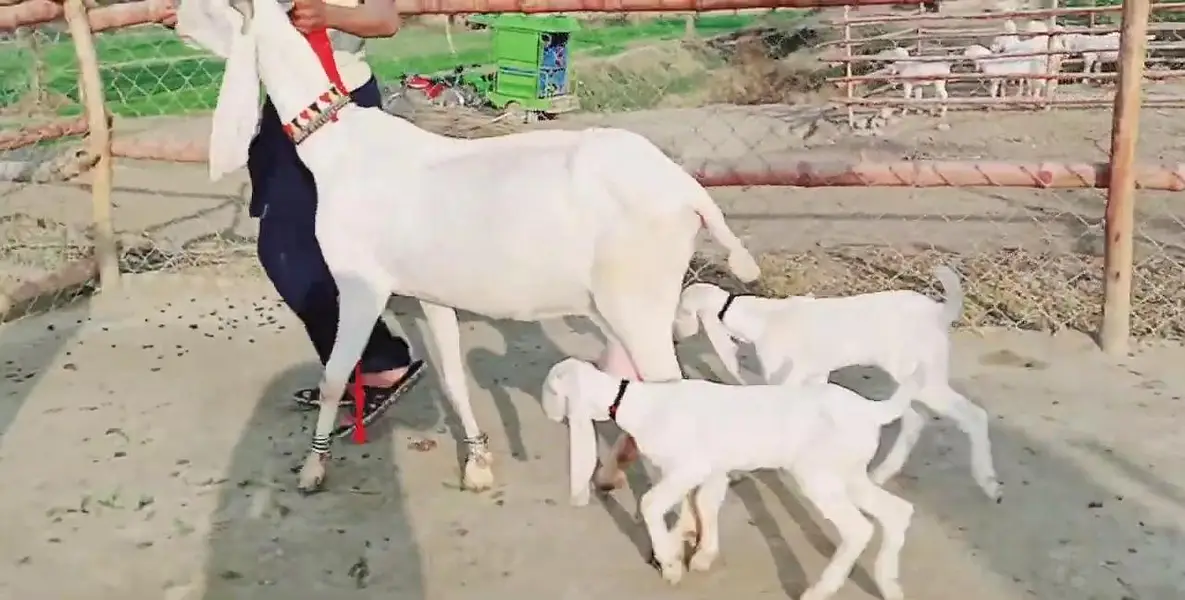 2 bacchon wali desi bakri for sale call+03225280183 — photo 2