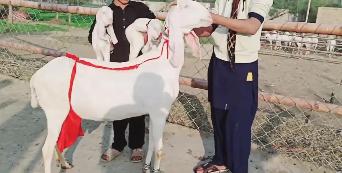 2 bacchon wali desi bakri for sale call+03225280183 — photo 3
