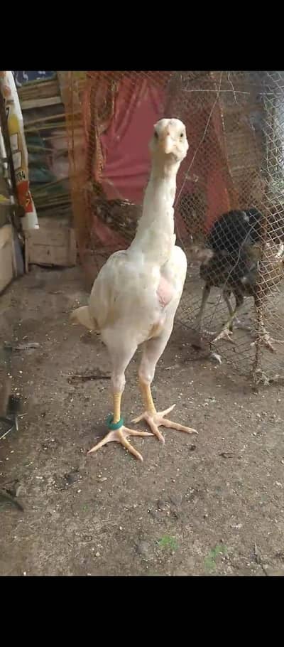 Shamo female