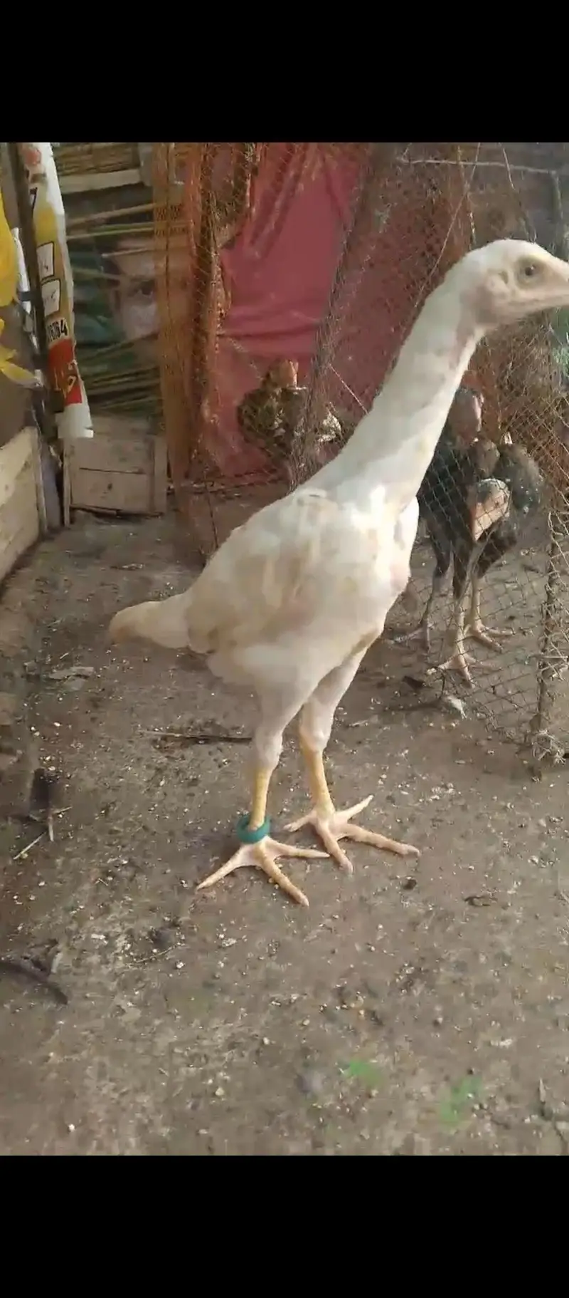 Shamo female — photo 2