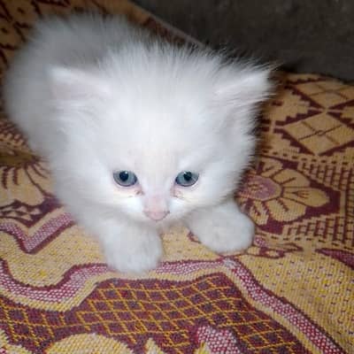 Persian cat for sale male female vaccine clear 0329=26=63=231=