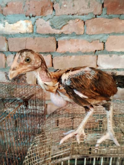 Miamwali Aseel Chiks