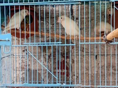 love birds
