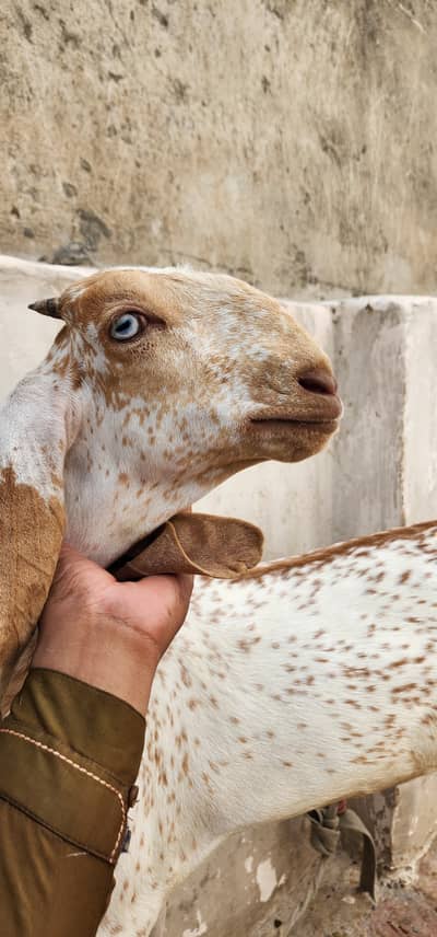 Pure maki chinni  bakri