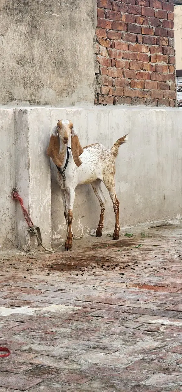 Pure maki chinni  bakri — photo 2