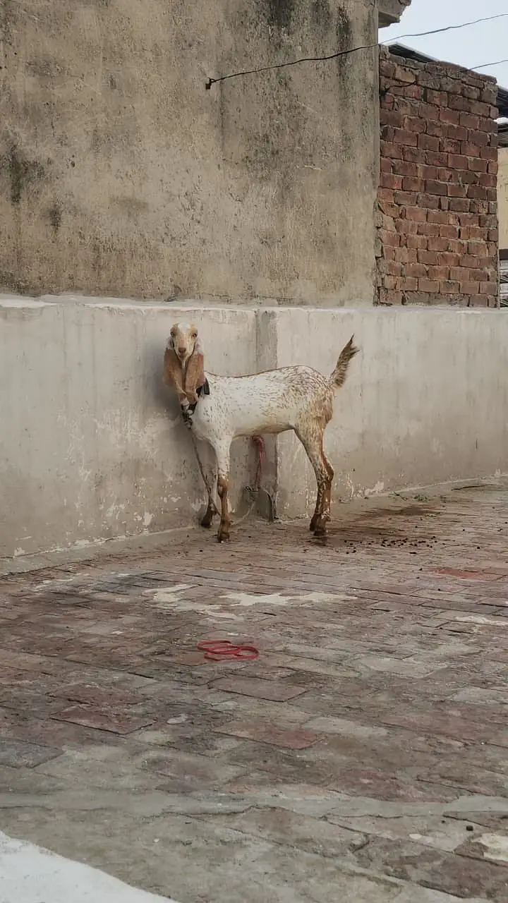 Pure maki chinni  bakri — photo 3